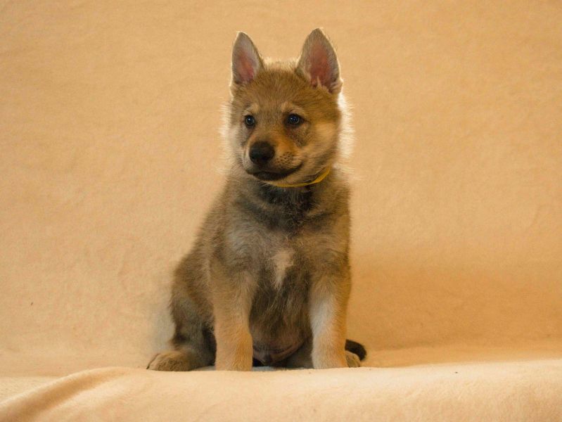 Tschechoslowakische Wolfshund, FCI