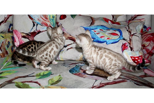 Bengalkatzen mit TICA Stammbaum