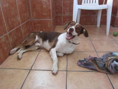 Bécquer – Charmanter Monsieur nimmt Anlauf auf Familiencouch!