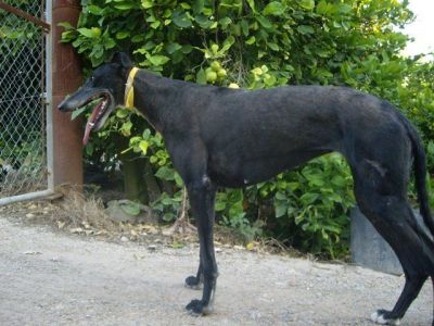 Fresa – Die lebensfrohe Galgo Schönheit für die fröhliche Galgo Familie!