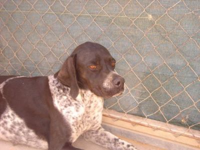 Moira – Super liebe, wunderschön gezeichnete „Dame“ hofft auf die Couch für’s Leben!