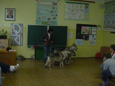 Tschechoslovakische Wolfshundwelpen