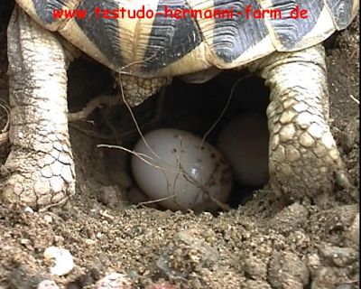 Italienische Landschildkröten Testudo hermanni hermanni Nachzucht 2010/11