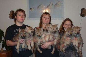 Tschechoslovakische Wolfshundwelpen