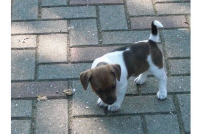 Jack Russell Welpen 