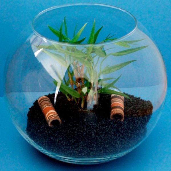 Kugelaquarium 5,5 Liter fürs Aquascaping, Garnelen und als Nanoaquarium