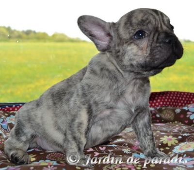 Freiatmende gesunde kleine Französische Bulldoggen Welpen mit Papieren