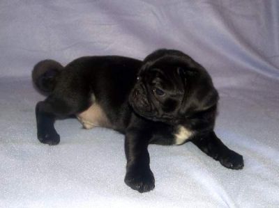 Mops Welpen mit Papiere 100%‏ Gesund