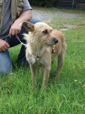 Indiana – Zarte Persönlichkeit sucht die ganz besondere Couch!