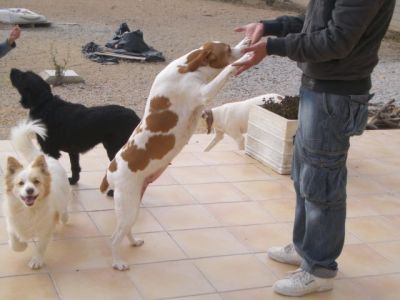 Milú – Ruhige, liebevolle Allrounderin für jeden Haushalt!