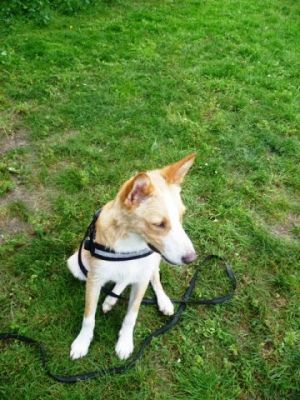 Kenny – Schicker, lebensfroher Herzensbrecher auf Familienpirsch!