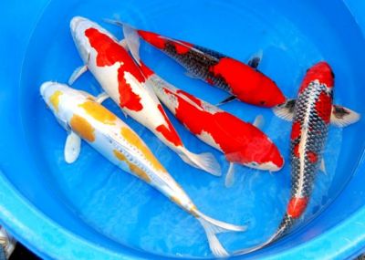 Koi-Teichfische-Biotopfische // Fa.Fördefisch