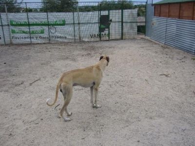 Galeón – Ganz lieben Couchplatz für sanften, sandfarbenen Galgo gesucht!