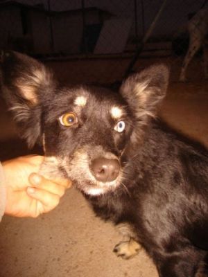 Cuenki – Blaues und braunes Auge schauen neugierig Richtung Familiencouch!