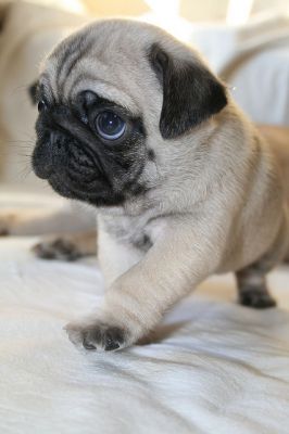 Mops Welpen Verfügbar für neue Häuser.