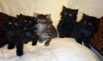 Fünf bildhübsche Perserbabys zu verkaufen!!!