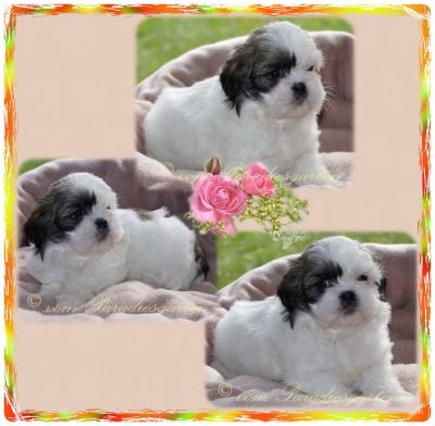 Shih Tzu Babys aus guter dt Hausaufzucht mit Papieren