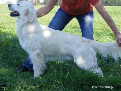 Cremefarbener Golden Retriever Deckrüde