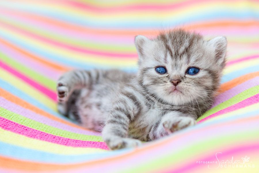 Tapsige Britenkinder in verschiendenen Farben suchen...  