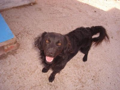 Pulpi – Seidenweicher, liebenswerter Clown im Anflug auf Familiencouch!