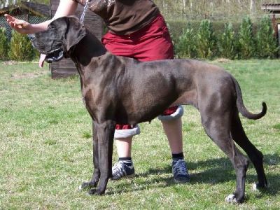 Wir erwarten Mitte - April 2012 Deutsche Doggen Welpen !