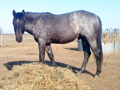 Quarterhorse Hengst 2 Jahre in blue roan