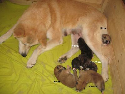 Akita-inu Welpen aus Almaju.cz