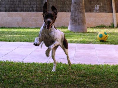 Jara – Wo sind 47 Zentimeter Frohsinn und Liebe herzlich willkommen?