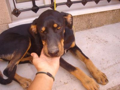 Rolex – Das traumhaft schöne, freundliche Riesenbaby für die Familie!