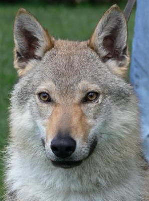 Tschechoslovakische Wolfshundwelpen