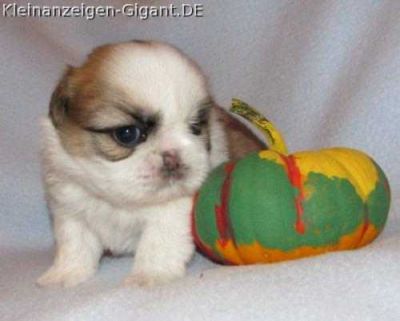 Shih-tzu Shihtzu Welpe Rüde Mini