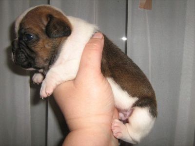 Französische Bulldoggen Baby´s zu verkaufen von Ungarn