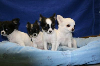 Gesunde Chihuahua Welpen-kurze und Langhaar 