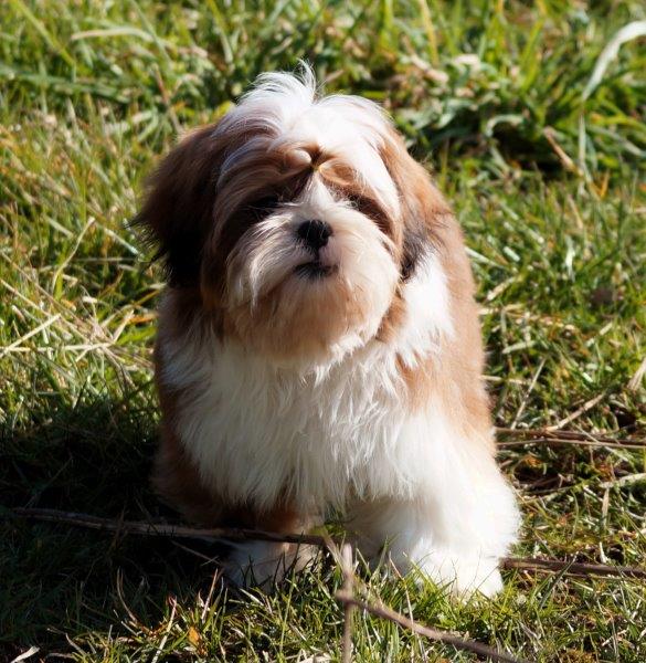 Gesunde Shih Tzu Welpen vom seriösen Züchter