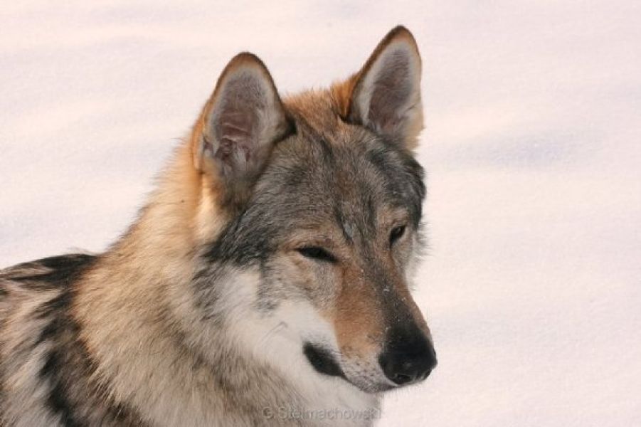 Tschechoslowakische Wolfshund