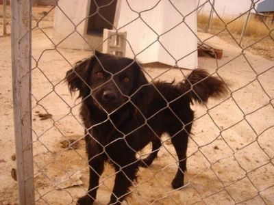 Pulpi – Seidenweicher, liebenswerter Clown im Anflug auf Familiencouch!