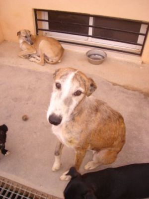 Espartaco – Der fröhliche Familien-“Spartakus“ unter den Rauhaar Galgos!