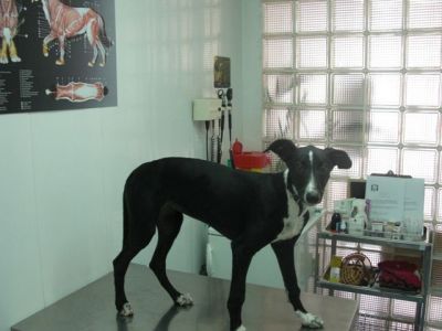 Safa – Leckere, kokette Galgo-Welpen-Maus erobert alle Herzen!