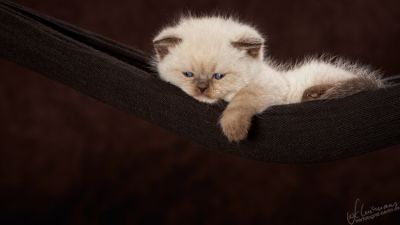 Zauberhafte Britenkinder suchen...