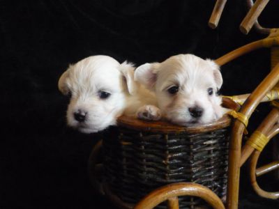 Malteserwelpen suchen ein Zuhause..