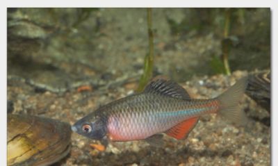 Koi-Teichfische-Biotopfische // Fa.Fördefisch