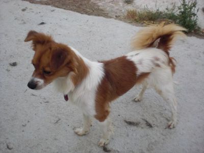 Roby – Zartes, bildschönes Flöhchen bittet um sanfte Kraulhände!