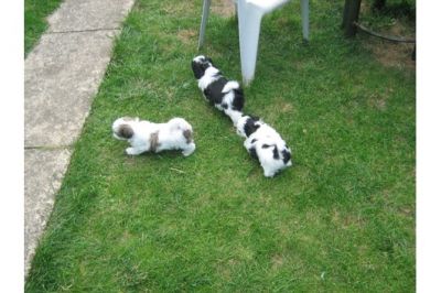 Shih Tzu Welpen suchen neuen Kuschelplatz