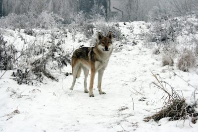 Tscechoslovakische Wolfshund
