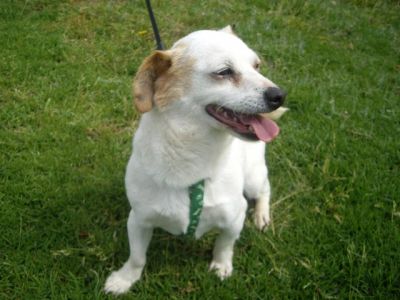 Blanquita – Süße, liebenswerte Schneekönigin sitzt auf gepacktem Koffer!