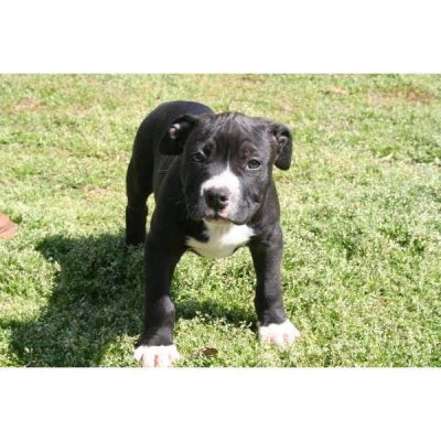 hier mein Reinrassiger Pitbull Welpe mit EU Pass