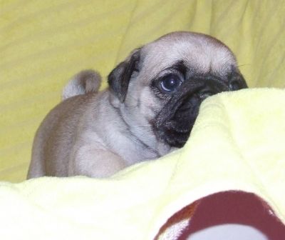 Mops Welpen, gechipt, geimpft usw. 