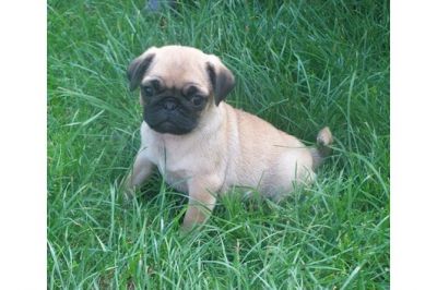 Kleine Teufelchen Mopswelpen Ahnentafel suchen neue Hölle