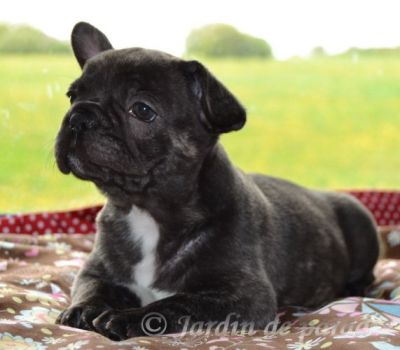 Freiatmende gesunde kleine Französische Bulldoggen Welpen mit Papieren