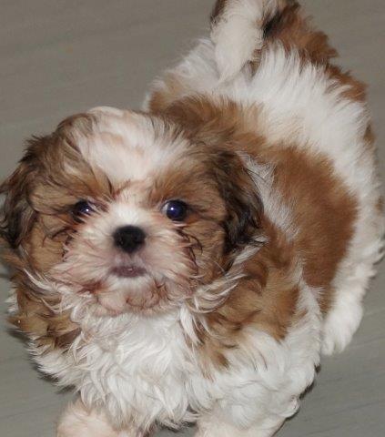 Zwei Shih Tzu Welpen suchen noch ein Zuhause